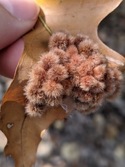 Callirhytis furva