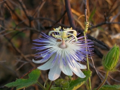 Passiflora arizonica