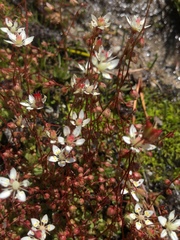 Micranthes bryophora