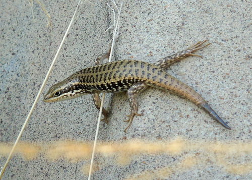 Levant Skink