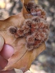 Callirhytis furva