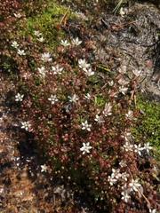 Micranthes bryophora