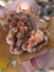 Callirhytis furva