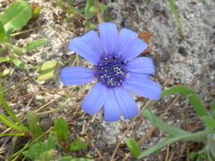 Felicia heterophylla
