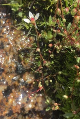 Micranthes bryophora