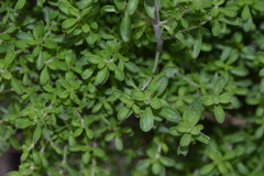 Clinopodium chilense