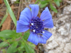 Felicia heterophylla
