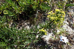 Lyperia lychnidea