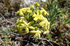 Lyperia lychnidea