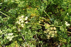 Dasispermum