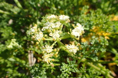 Dasispermum