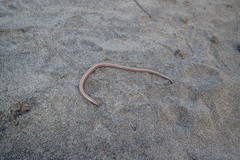 Anniella geronimensis