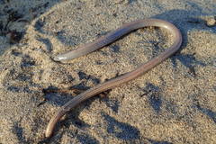 Anniella geronimensis