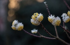 Edgeworthia