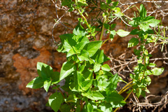 Ocimum basilicum