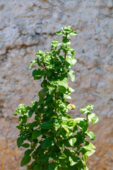 Ocimum basilicum