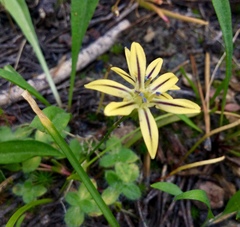 Triteleia ixioides anilina