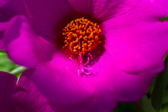 Portulaca grandiflora