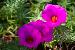 Portulaca grandiflora
