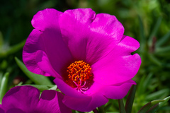 Portulaca grandiflora