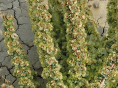 Halogeton glomeratus