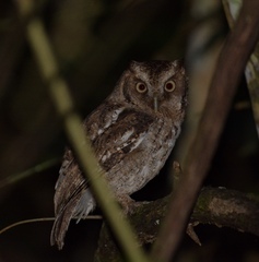 Megascops guatemalae