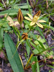 Triteleia ixioides anilina