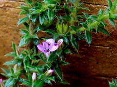 Muraltia serpylloides