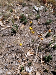 Solanum elaeagnifolium