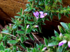 Muraltia serpylloides