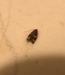 Oinophila v-flava