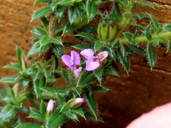 Muraltia serpylloides