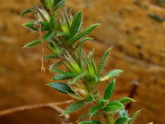 Muraltia serpylloides