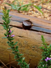 Muraltia serpylloides