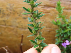 Muraltia serpylloides