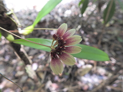 Bulbophyllum lepidum