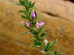 Muraltia serpylloides