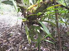 Bulbophyllum lepidum