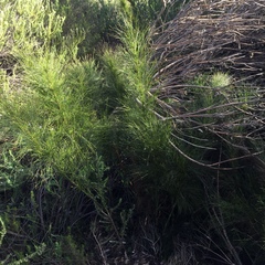 Restio subverticillatus