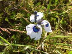 Moraea aristata