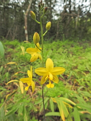 Spathoglottis affinis