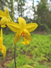 Spathoglottis affinis