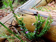 Muraltia serpylloides