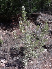 Cistus atriplicifolius