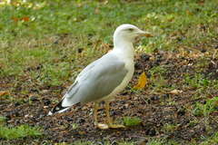 Larus michahellis
