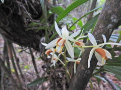 Coelogyne