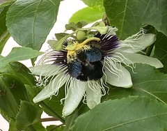 Xylocopa