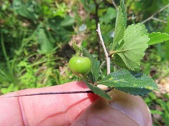 Crataegus uniflora