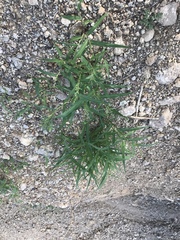 Panicum hirticaule