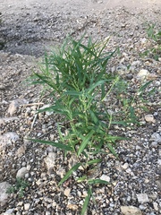 Panicum hirticaule